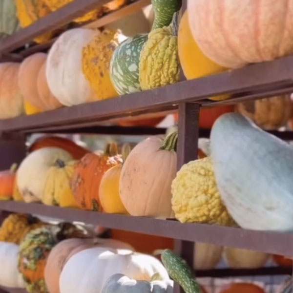 pumpkin house pumpkin house