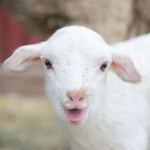 baby lamb at the petting zoo