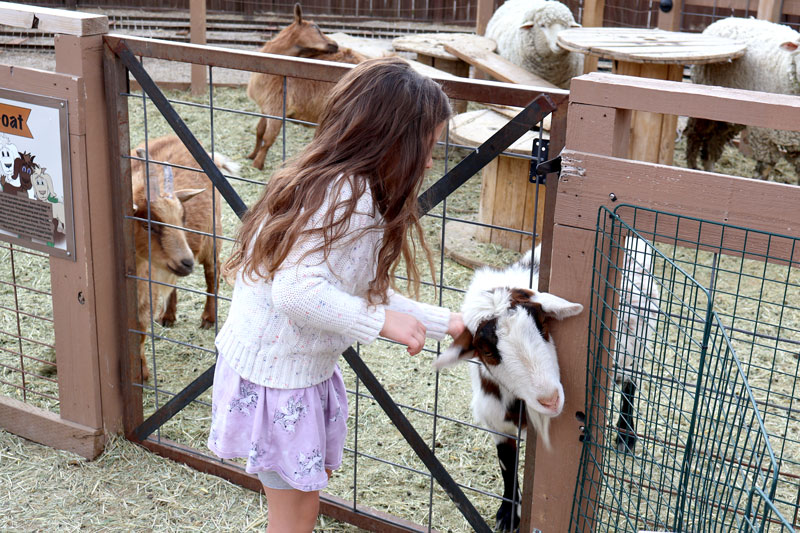 interactive petting zoo