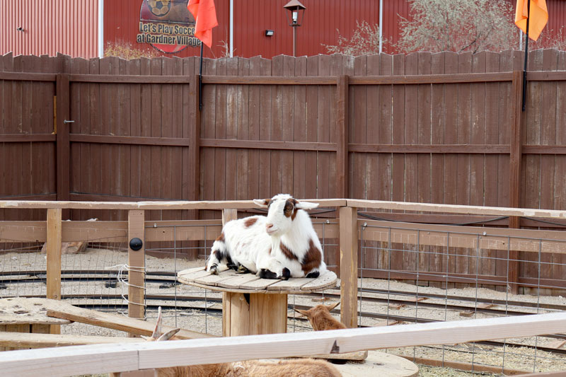 Little Buckaroo Petting Zoo